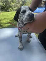 Red Female, a female Dalmatian and German Shorthaired Pointer for sale in Vassar, MI – 4 of 5