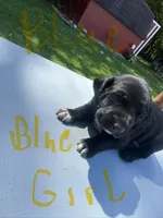 Blue Girl , a female Dalmatian and German Shorthaired Pointer for sale in Vassar, MI – 3 of 3