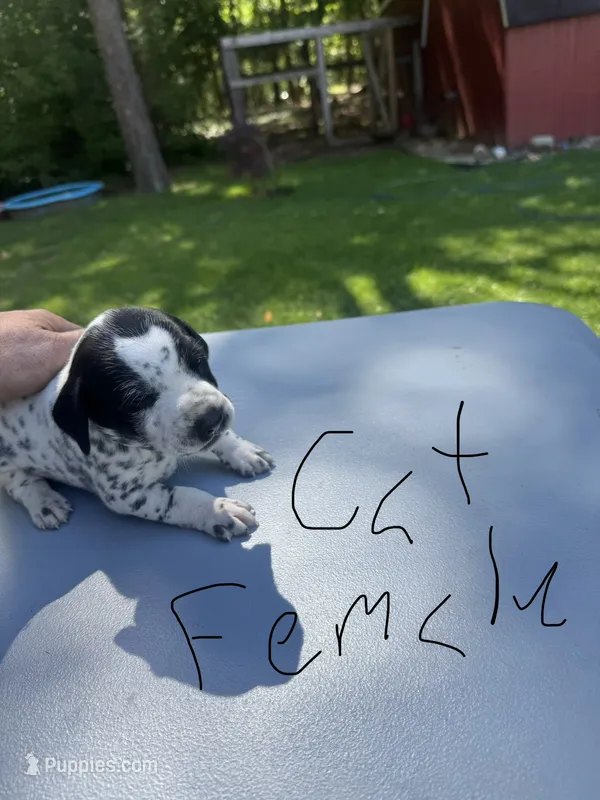 Cat Female – Dalmatian, German Shorthaired Pointer puppy for sale in Vassar, MI