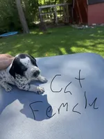 Cat Female, a female Dalmatian and German Shorthaired Pointer for sale in Vassar, MI – 1 of 4