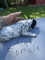 Cat Female, a female Dalmatian and German Shorthaired Pointer for sale in Vassar, MI – 4 of 4