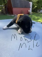 Mouse Male , a male Dalmatian and German Shorthaired Pointer for sale in Vassar, MI – 3 of 4