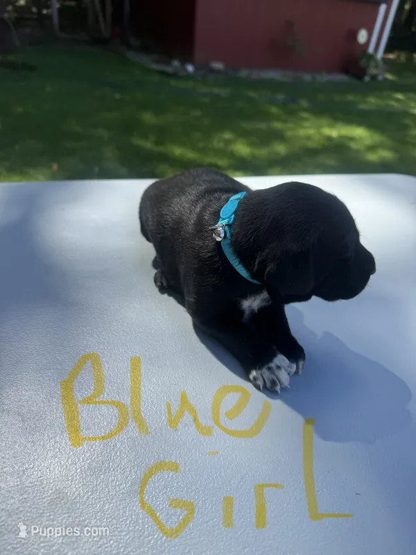 Blue Girl  – Dalmatian, German Shorthaired Pointer puppy for sale in Vassar, MI
