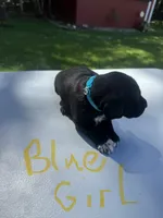 Blue Girl , a female Dalmatian and German Shorthaired Pointer for sale in Vassar, MI – 1 of 3