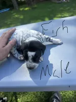 Fish Male , a male Dalmatian and German Shorthaired Pointer for sale in Vassar, MI – 5 of 5
