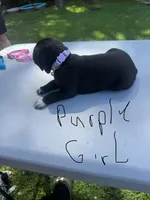 Purple Girl, a female Dalmatian and German Shorthaired Pointer for sale in Vassar, MI – 3 of 3