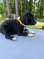Yellow Male , a male Dalmatian and German Shorthaired Pointer for sale in Vassar, MI – 1 of 5