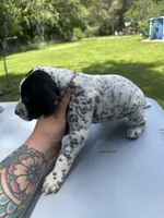 Red Female, a female Dalmatian and German Shorthaired Pointer for sale in Vassar, MI – 3 of 5