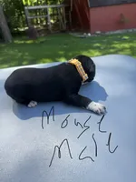 Mouse Male , a male Dalmatian and German Shorthaired Pointer for sale in Vassar, MI – 2 of 4