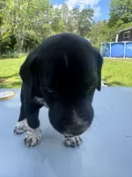 White Male , a male Dalmatian and German Shorthaired Pointer for sale in Vassar, MI – 3 of 6