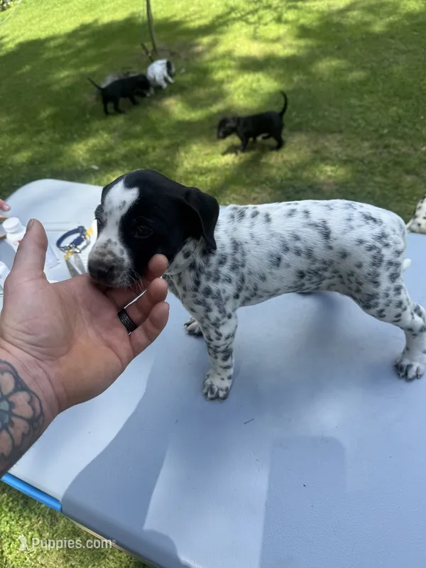 Silver Female  – Dalmatian, German Shorthaired Pointer puppy for sale in Vassar, MI