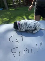 Cat Female, a female Dalmatian and German Shorthaired Pointer for sale in Vassar, MI – 3 of 4