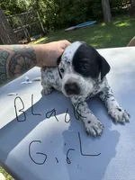 Black Girl, a female Dalmatian and German Shorthaired Pointer for sale in Vassar, MI – 4 of 4