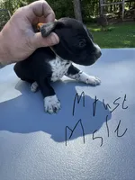 Mouse Male , a male Dalmatian and German Shorthaired Pointer for sale in Vassar, MI – 4 of 4