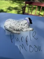 Purple Moon , a female Dalmatian and German Shorthaired Pointer for sale in Vassar, MI – 2 of 4