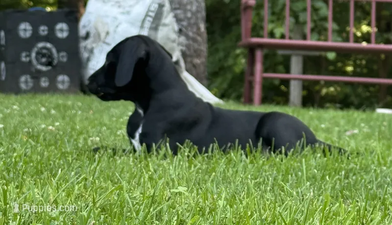 Orange Female  – Dalmatian, German Shorthaired Pointer puppy on hold in Vassar, MI