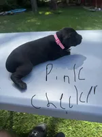 Pink Checker Girl, a female Dalmatian and German Shorthaired Pointer for sale in Vassar, MI – 1 of 4