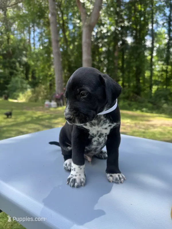 White Male  – Dalmatian, German Shorthaired Pointer puppy for sale in Vassar, MI