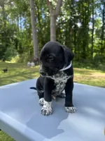 White Male , a male Dalmatian and German Shorthaired Pointer for sale in Vassar, MI – 1 of 6