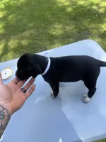 White Male , a male Dalmatian and German Shorthaired Pointer for sale in Vassar, MI – 5 of 6