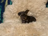 Gia, a female Yorkshire Terrier for sale in Salyersville, KY – Photo 4 of 4