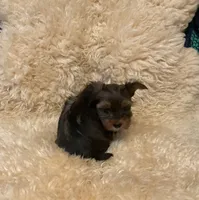 Gia, a female Yorkshire Terrier for sale in Salyersville, KY – Photo 3 of 4