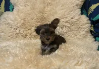 Gia, a female Yorkshire Terrier for sale in Salyersville, KY – Photo 1 of 4