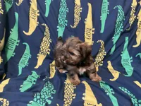 AKC , a male Yorkshire Terrier for sale in Salyersville, KY – Photo 5 of 6