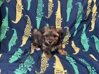 AKC , a male Yorkshire Terrier for sale in Salyersville, KY – Photo 6 of 6