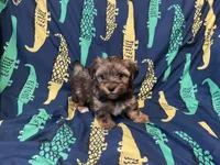 AKC , a male Yorkshire Terrier for sale in Salyersville, KY – Photo 1 of 6