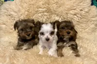 AKC , a male Yorkshire Terrier for sale in Salyersville, KY – Photo 2 of 6