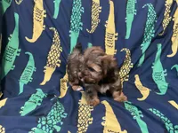 AKC , a male Yorkshire Terrier for sale in Salyersville, KY – Photo 4 of 6
