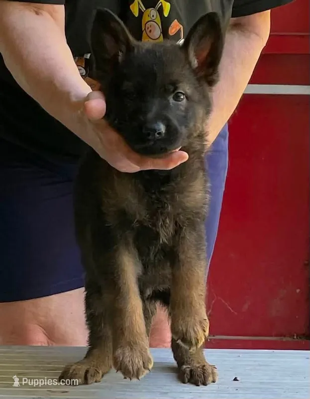Olympia – German Shepherd Dog puppy for sale in Northwood, NH