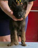 Olympia, a female German Shepherd Dog for sale in Northwood, NH – 1 of 1