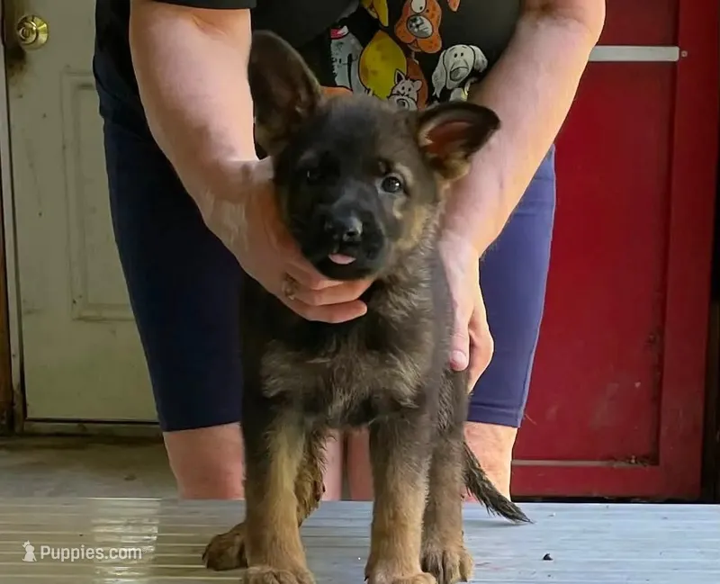 Alexandra – German Shepherd Dog puppy for sale in Northwood, NH