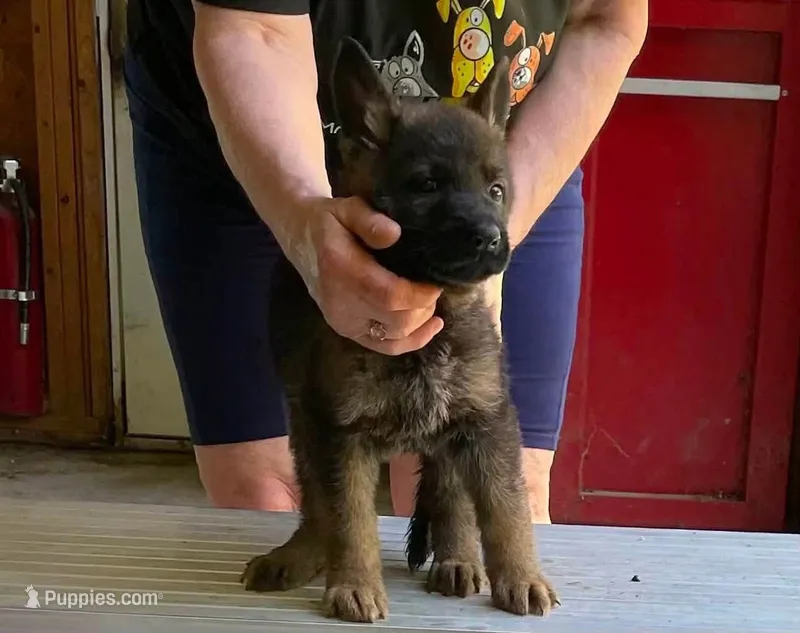 Demi – German Shepherd Dog puppy for sale in Northwood, NH