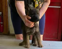 Demi, a female German Shepherd Dog for sale in Northwood, NH – 1 of 1