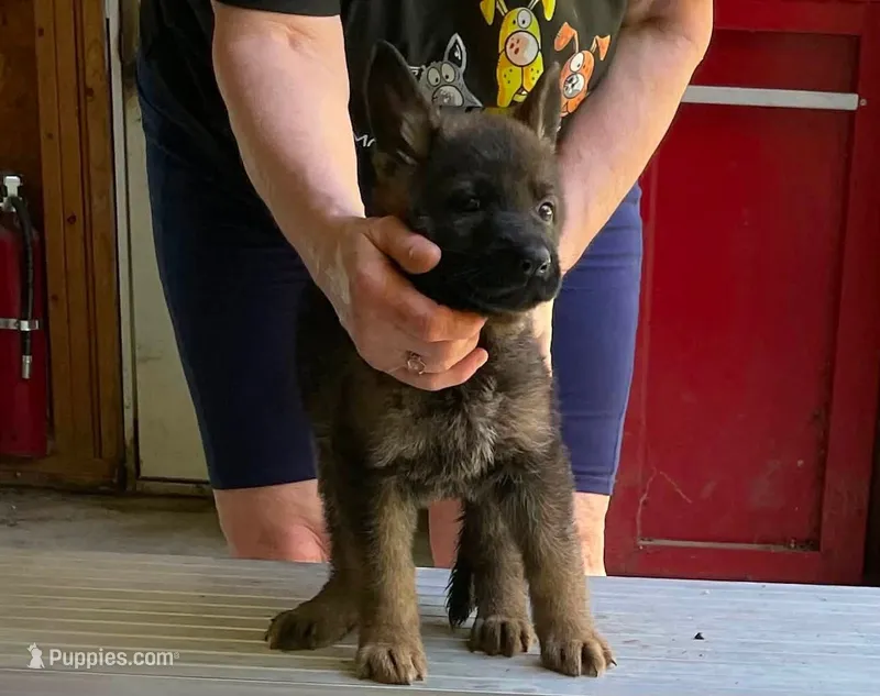 Christos – German Shepherd Dog puppy for sale in Northwood, NH