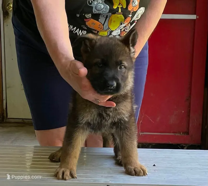 Adonis – German Shepherd Dog puppy for sale in Northwood, NH