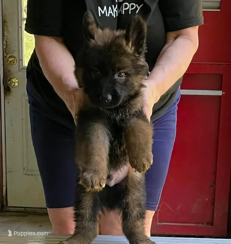 Demetrian – German Shepherd Dog puppy for sale in Northwood, NH