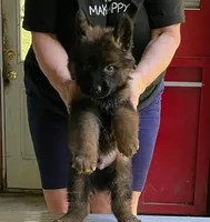 Demetrian, a male German Shepherd Dog for sale in Northwood, NH – 1 of 1