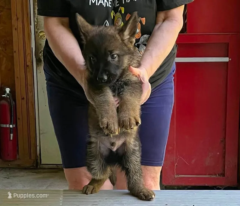 Demi – German Shepherd Dog puppy for sale in Northwood, NH