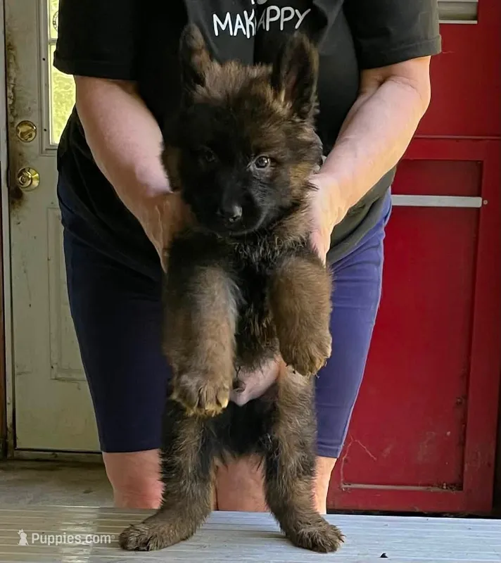 Alexandra – German Shepherd Dog puppy for sale in Northwood, NH
