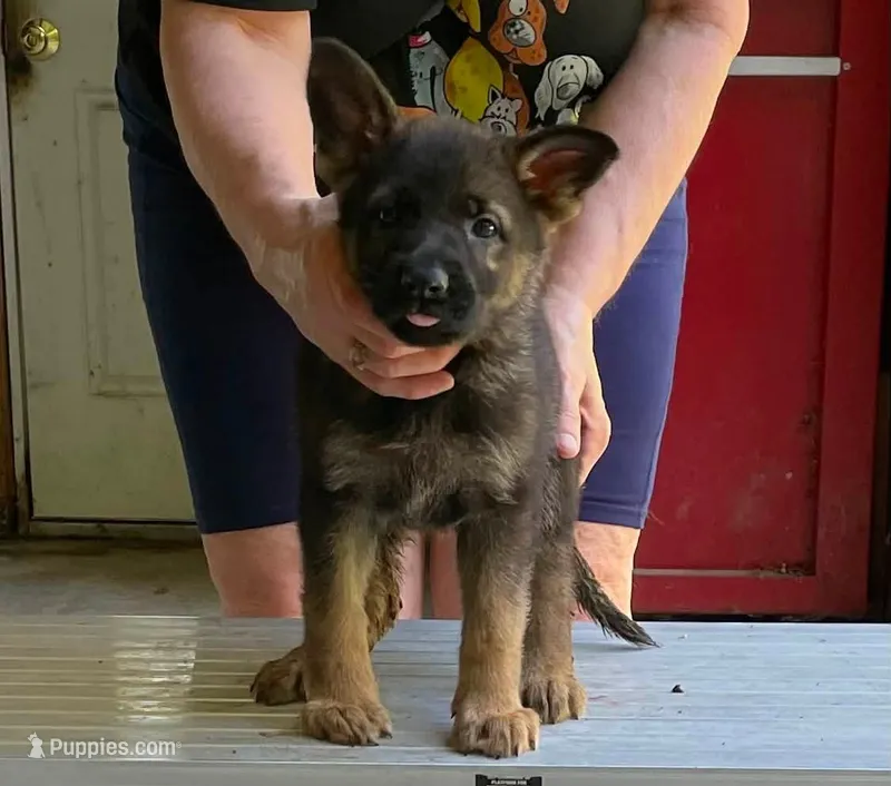 Demetrian – German Shepherd Dog puppy for sale in Northwood, NH