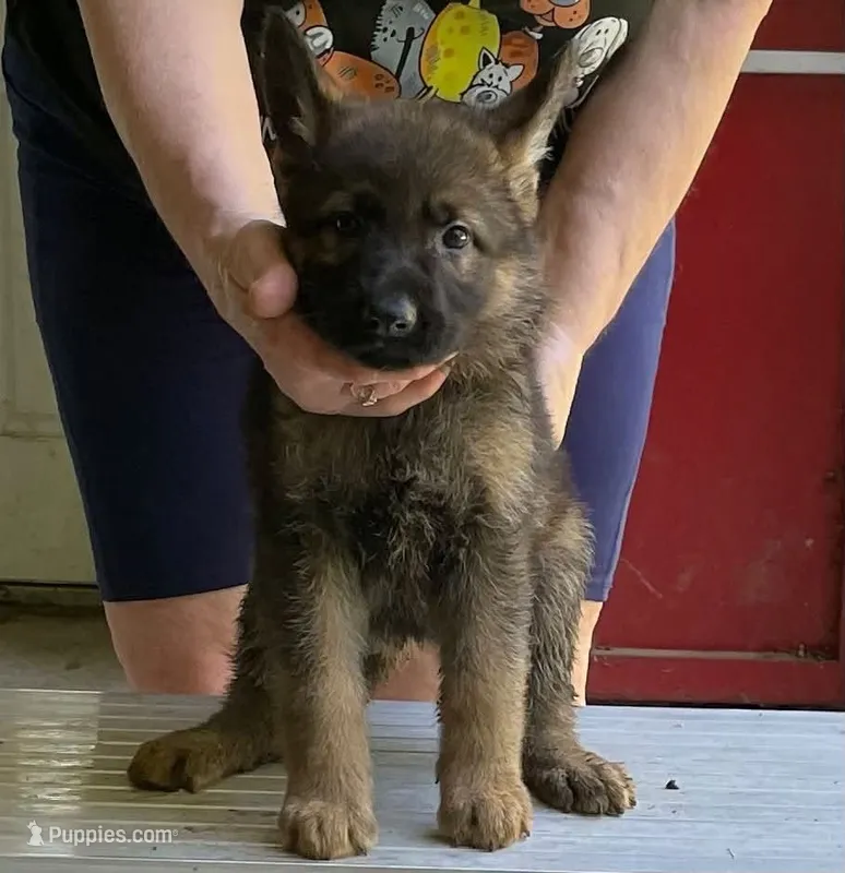 Athena – German Shepherd Dog puppy for sale in Northwood, NH