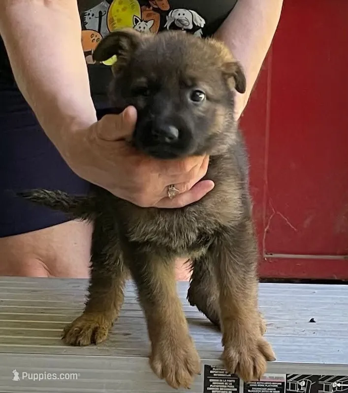 Socrates – German Shepherd Dog puppy for sale in Northwood, NH