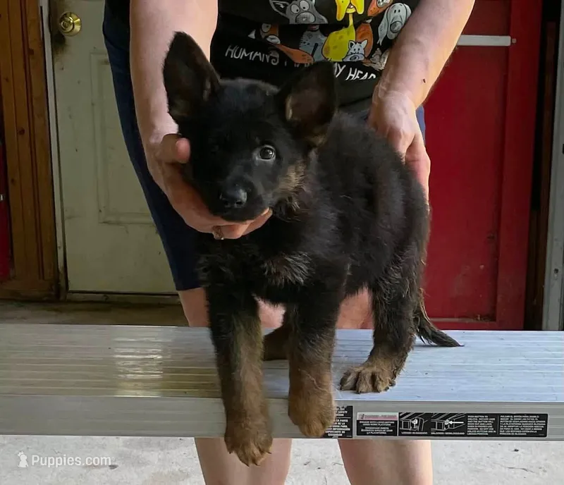 Artemis – German Shepherd Dog puppy for sale in Northwood, NH