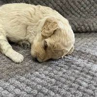 Beau, a male Poodle - Miniature  for sale in Baconton, GA – 3 of 3