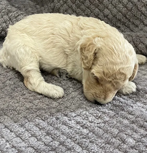 Beau – Poodle - Miniature  puppy for sale in Baconton, GA