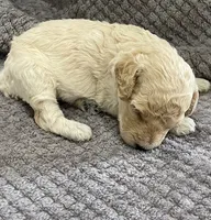 Beau, a male Poodle - Miniature  for sale in Baconton, GA – 1 of 3